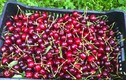 Trái cherry rụng như mưa sau màn rung lắc của nông dân Mỹ