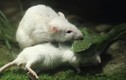 Kỳ lạ chuột bạch cứu bạn khỏi miệng rắn "sát thủ"