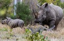 Ảnh động vật tuần qua: Tê giác đuổi báo chạy té khói
