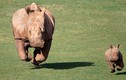 Ảnh động vật tuần qua: Mẹ con tê giác "thi chạy"
