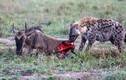 Ảnh động vật tuần qua: Linh cẩu ăn thịt con linh dương đầu bò