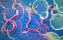 Thuốc thử nghiệm Ebola hiệu quả với trên khỉ