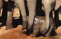 Xúc động xem cảnh đàn voi hợp sức cứu voi con