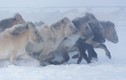 Sức sống của loài ngựa chịu lạnh giỏi nhất thế giới