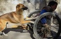 Chú chó trung thành đẩy xe lăn giúp chủ