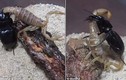 Cuộc chiến kinh hoàng giữa bọ cánh cứng và bọ cạp