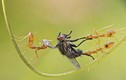 Đàn kiến đói ăn quyết chiến giằng xé một con ruồi 