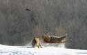 Hổ Siberia ngã chổng kềnh khi nhảy lên đớp mồi 