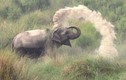 Mê mẩn cảnh voi con tắm bùn giữa thiên nhiên hoang dã
