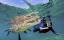 Du khách liều mạng bơi cùng cá sấu khủng ngoài khơi Cuba