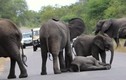 Cảm động cảnh cả bầy cứu voi con ngã quỵ trên đường