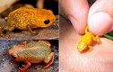 Tìm thấy loài ếch mới có kích cỡ chưa bằng móng tay