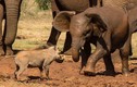 Ảnh động vật tuần: Lợn lòi đánh nhau với voi