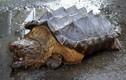 Rùa khổng lồ giống khủng long xuất hiện bí ẩn ở Nga