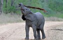 Thích thú xem voi con thông minh nghĩ ra cách gãi ngứa 