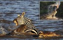 Cá sấu khổng lồ xé xác, ăn sống ngựa vằn vượt sông