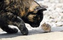Tình bạn hiếm thấy giữa mèo đen và chuột nhỏ