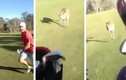 Kinh hoàng cảnh kangaroo đuổi bắt người chơi golf  