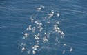 Ngoạn mục cảnh 60 cá voi lưng gù mở tiệc trên biển