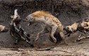 Kịch liệt linh cẩu một mình chiến đấu với bầy chó hoang