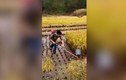 Tuyệt chiêu biến máy cắt cỏ thành máy cắt lúa thông minh