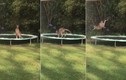 Kangaroo ngã đau điếng vì trò nhảy bạt lò xo
