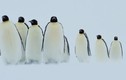 Ấn tượng cảnh chim cánh cụt xích gần nhau trong bão tuyết