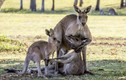 Ảnh động vật tuần: Xúc động kangaroo mẹ ôm con đã chết