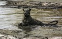 Kỳ quái báo gấm lặn xuống bùn để săn cá 
