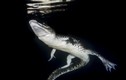 Choáng ngợp hình ảnh cá sấu bơi dưới nước tuyệt đẹp 