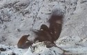 Đại bàng quyết chiến tranh mồi với cáo trên núi tuyết 