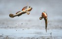 Ảnh động vật ấn tượng: Cá thòi lòi quyết chiến 