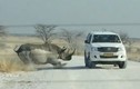 Tê giác điên cuồng tấn công ô tô của du khách