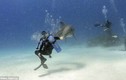 Cảnh độc: Cá heo khiêu vũ cùng thợ lặn 