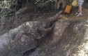 Cận cảnh giải cứu voi con mắc kẹt dưới hố bùn