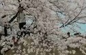 Du khách TQ gây phẫn nộ vì phá hoa anh đào ở Nhật