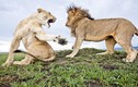Cận cảnh cuộc sống của sư tử trong môi trường hoang dã