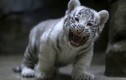 Hổ trắng con khoe răng nanh non nớt cực yêu