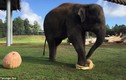 Thú vị voi đực dùng chân giẫm nát bí ngô mời bạn 