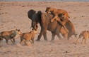Ảnh động vật tuần: Khốc liệt cảnh sư tử xâu xé voi 