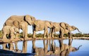 Cận cảnh cuộc sống của voi châu Phi trong tự nhiên