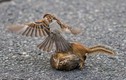 Kịch tính xem chim sẻ ngăn cản cặp sóc chuột hỗn chiến