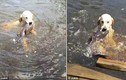 Chó trổ tài bắt cá trê ở dưới nước siêu đẳng
