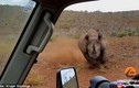 Hoảng hồn tê giác tấn công xe của du khách điên cuồng