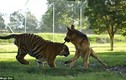 Tình bạn thân thiết hiếm gặp giữa hổ và chó