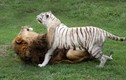 Sự thân mật hiếm có giữa hổ trắng quý hiếm và sư tử 