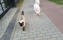 Hài hước cảnh lợn con dắt mèo dạo phố