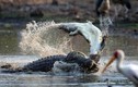 Ảnh động vật tuần: Cá sấu ăn thịt đồng loại tàn khốc