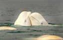 Cá voi trắng tình tứ trước giao phối trên biển 