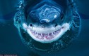 Cận cảnh cá mập nhe răng nanh đáng sợ khi săn mồi
